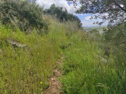 Flora del Cerro Masatrigo
